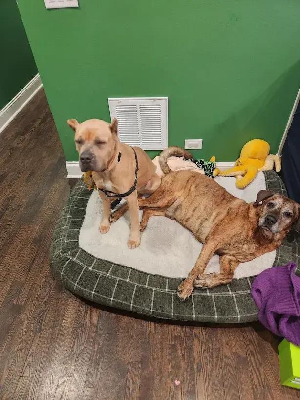 Enlarge Periwinkle, a Adoptable Cane Corso in Oswego, IL image 2/6