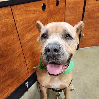 Enlarge Periwinkle, a Adoptable Cane Corso in Oswego, IL image 3/6