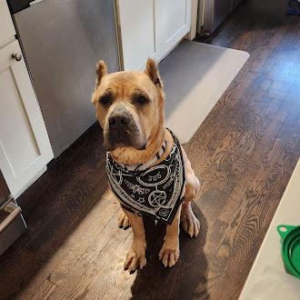 Enlarge Periwinkle, a Adoptable Cane Corso in Oswego, IL image 4/6