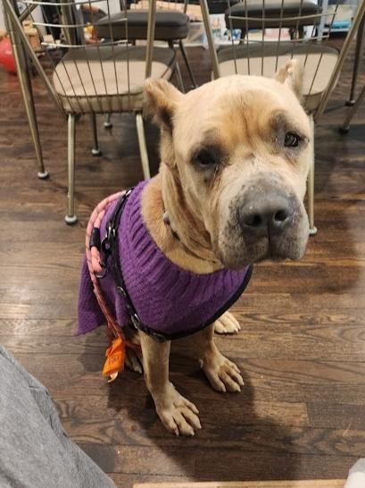 Enlarge Periwinkle, a Adoptable Cane Corso in Oswego, IL image 5/6