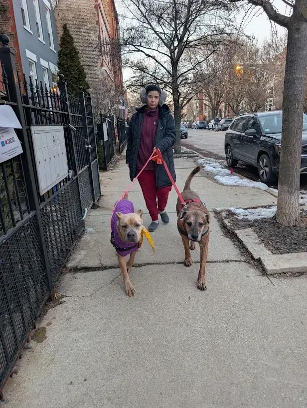Enlarge Periwinkle, a Adoptable Cane Corso in Oswego, IL image 6/6