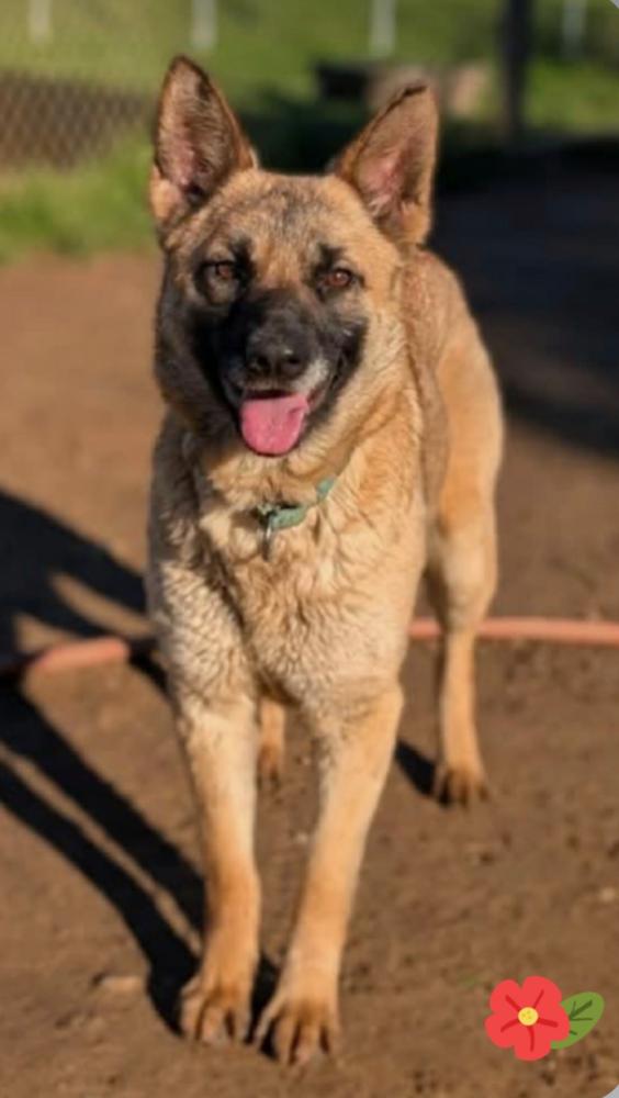 Emme, Adoptable, Puppy Female German Shepherd Dog.