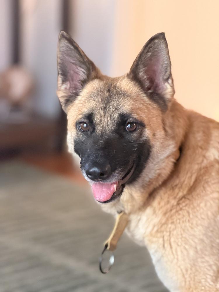 Enlarge Emme, a Adoptable mixed breed in Pleasant Hill, CA image 2/6