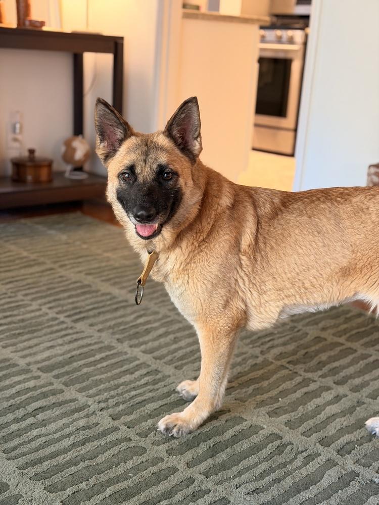 Enlarge Emme, a Adoptable mixed breed in Pleasant Hill, CA image 4/6