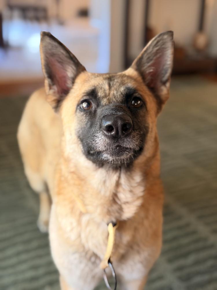 Enlarge Emme, a Adoptable mixed breed in Pleasant Hill, CA image 6/6