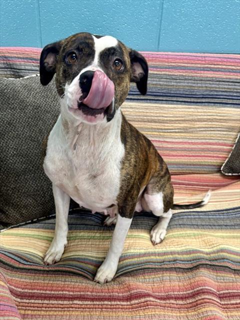DOGGONE, Adoptable, Adult Female Staffordshire Bull Terrier.