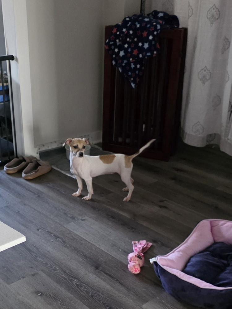 Peanut, Adoptable, Adult Female Jack Russell Terrier.