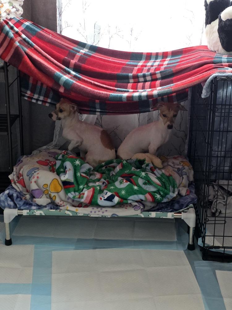 Enlarge Peanut, a Adoptable mixed breed in Loveland, OH image 2/5