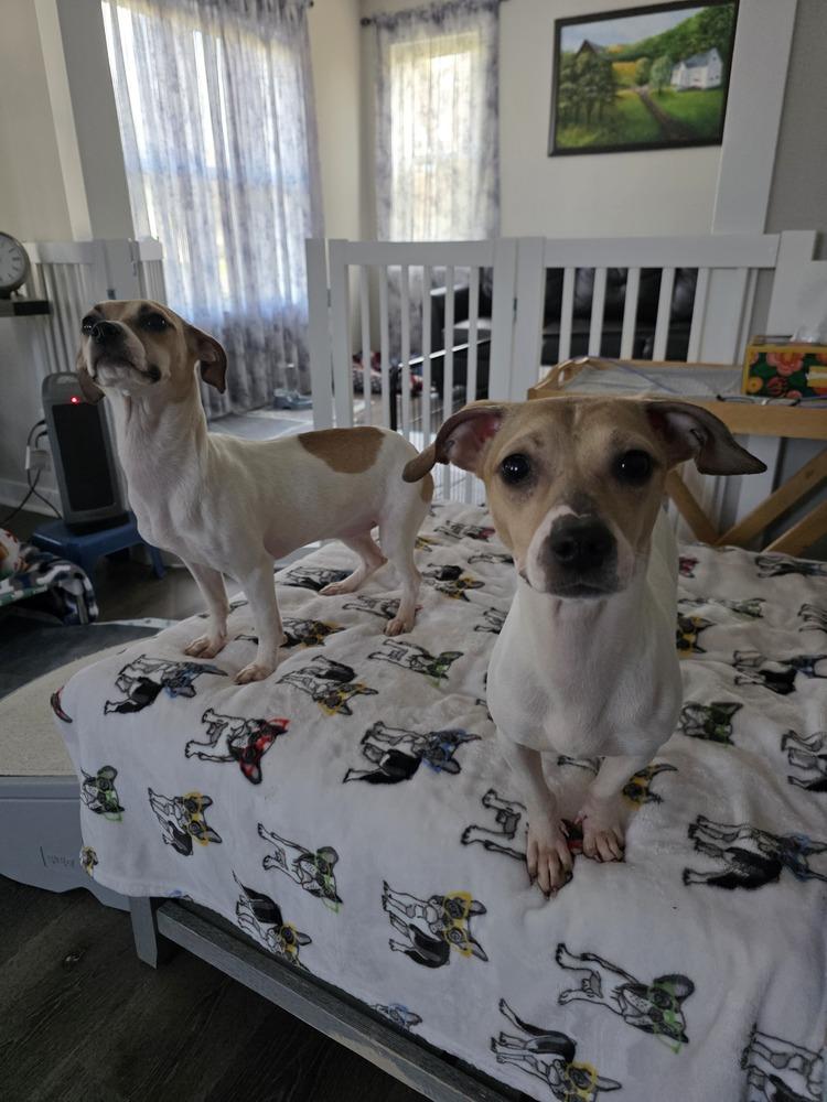 Enlarge Peanut, a Adoptable mixed breed in Loveland, OH image 3/5