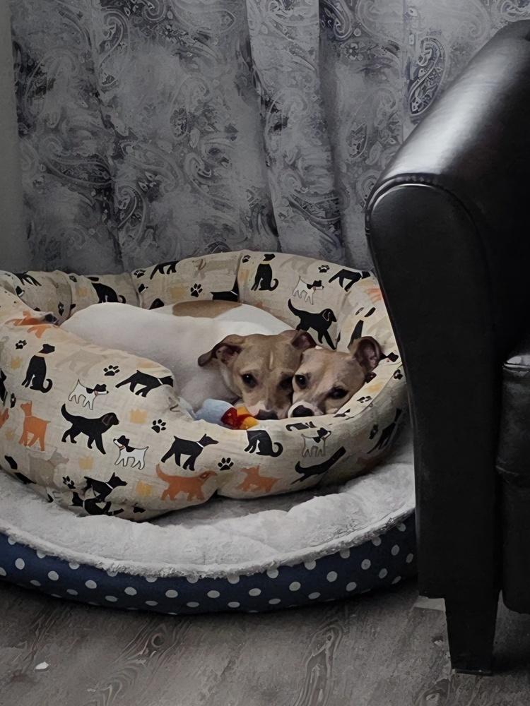 Enlarge Peanut, a Adoptable mixed breed in Loveland, OH image 4/5