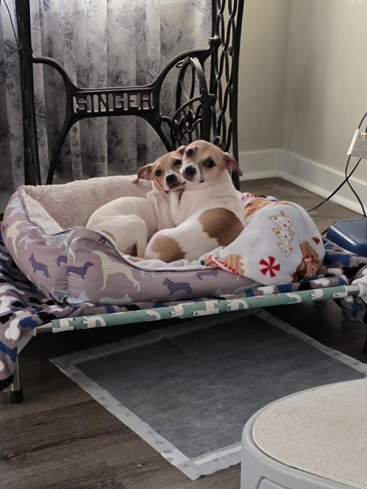 Enlarge Peanut, a Adoptable mixed breed in Loveland, OH image 5/5