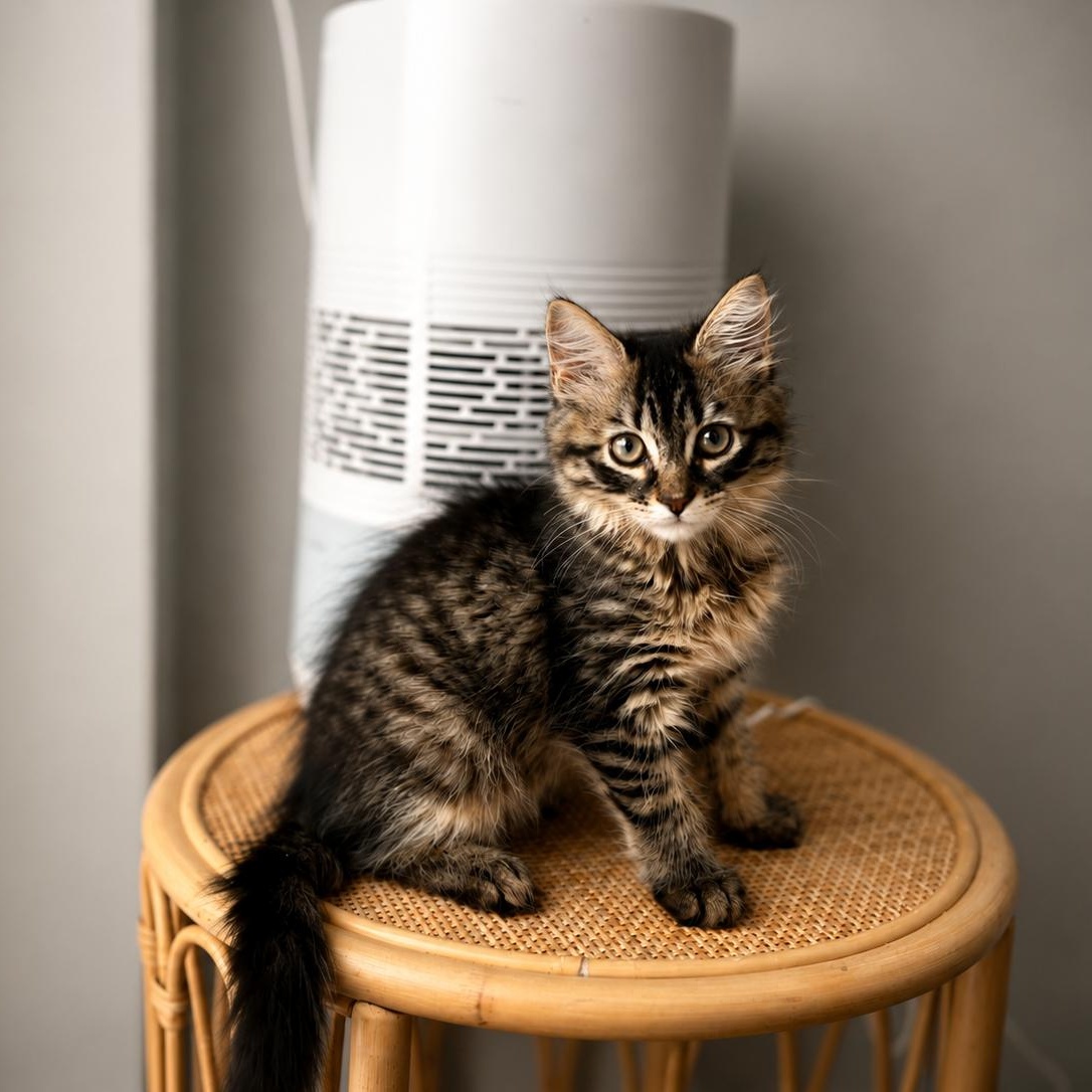 Woolfie, a Adoptable Domestic Long Hair in Brooklyn, NY image 1/6