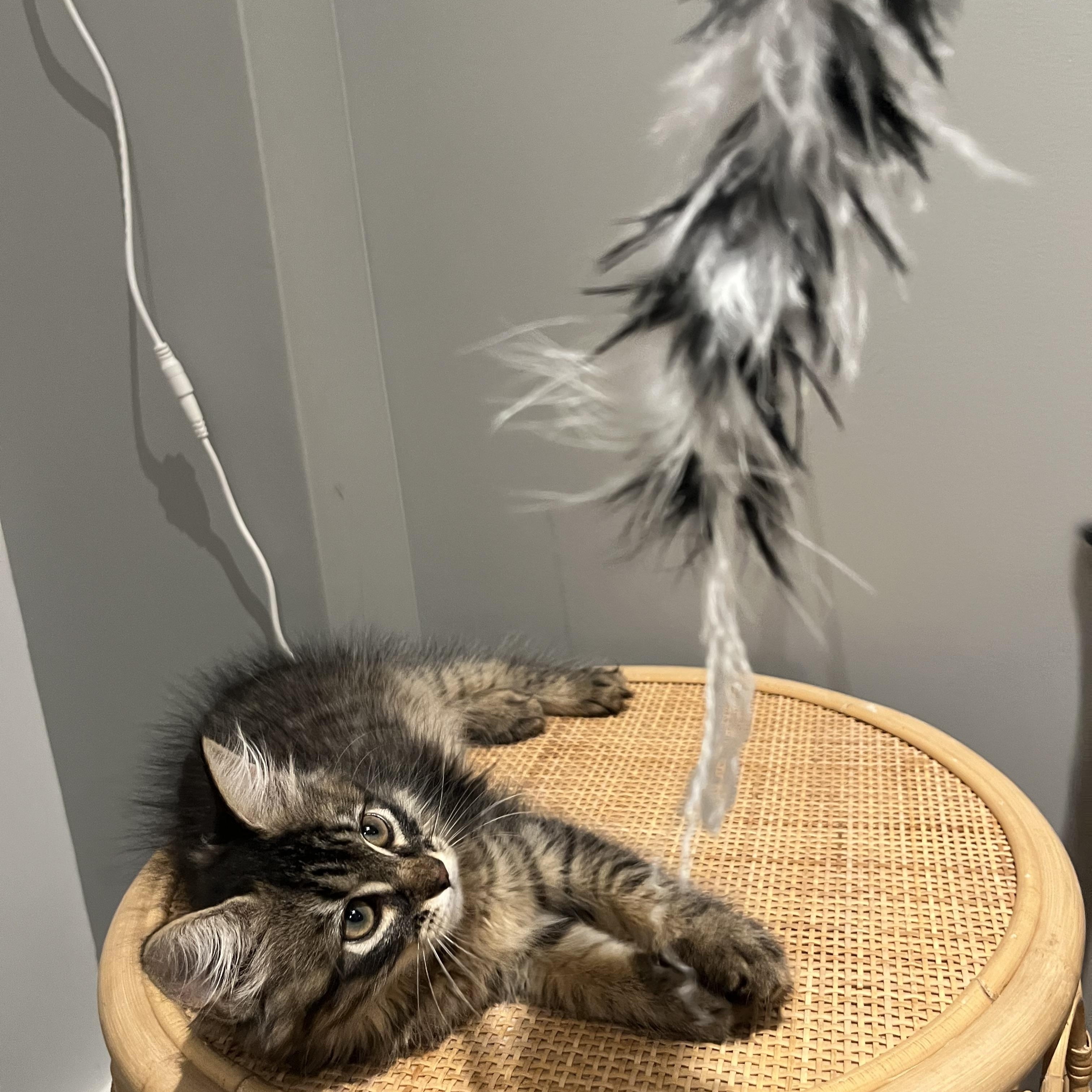 Woolfie, a Adoptable Domestic Long Hair in Brooklyn, NY image 5/6