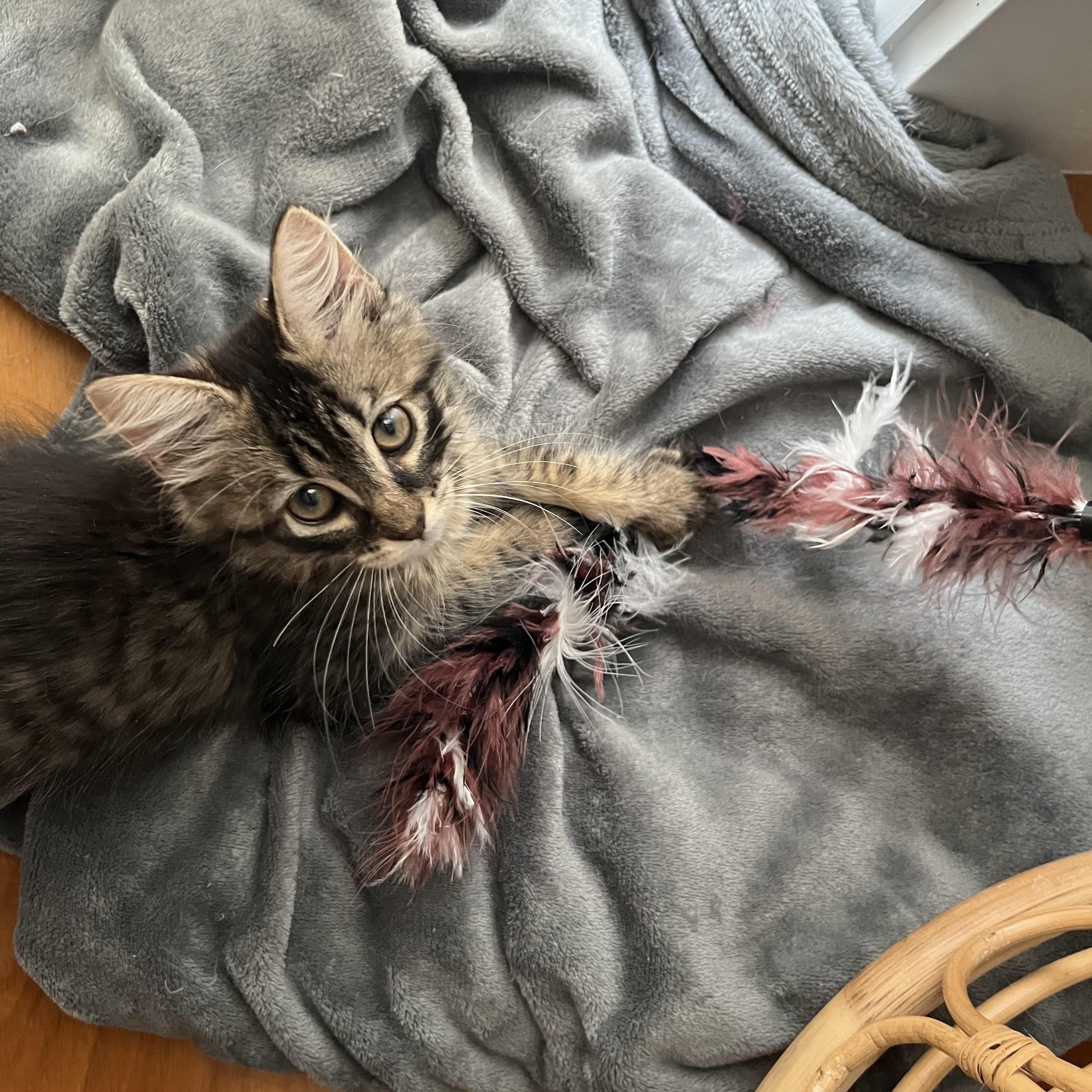 Woolfie, a Adoptable Domestic Long Hair in Brooklyn, NY image 2/6