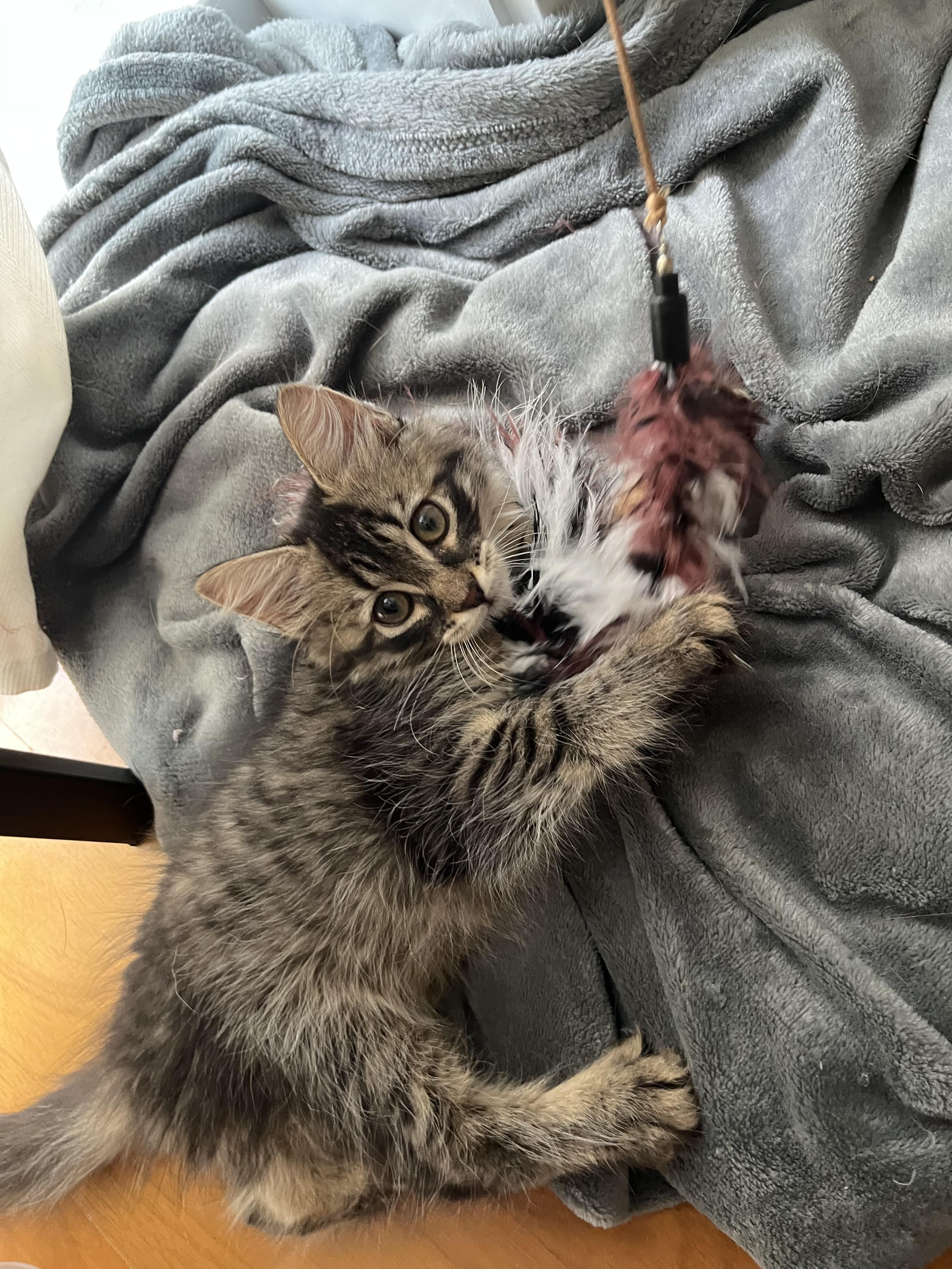 Woolfie, a Adoptable Domestic Long Hair in Brooklyn, NY image 4/6