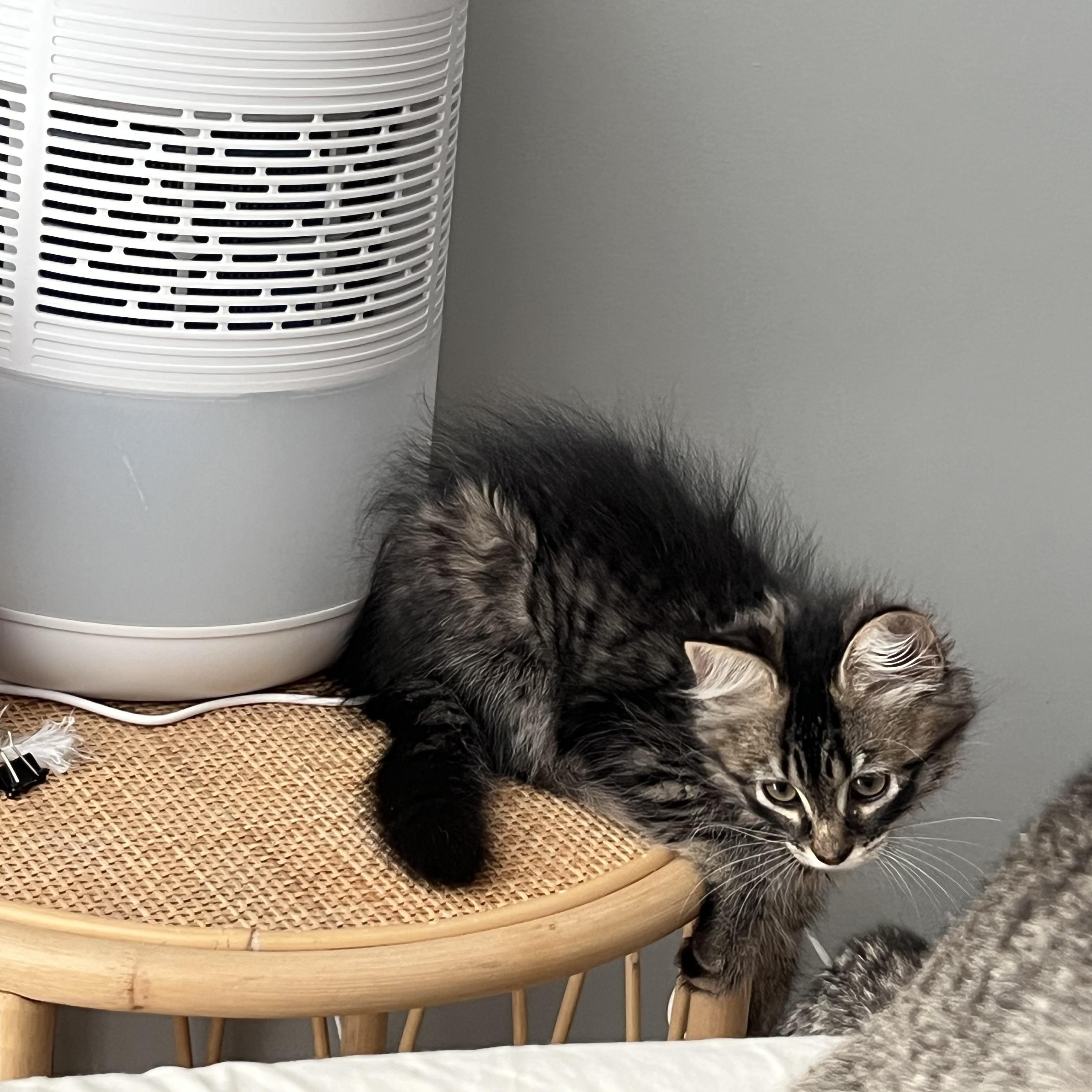 Woolfie, a Adoptable Domestic Long Hair in Brooklyn, NY image 3/6