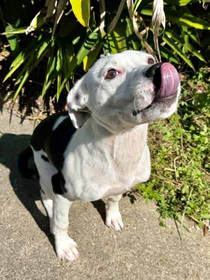 Orca, Adoptable, Puppy Male Pit Bull Terrier & Mixed Breed.