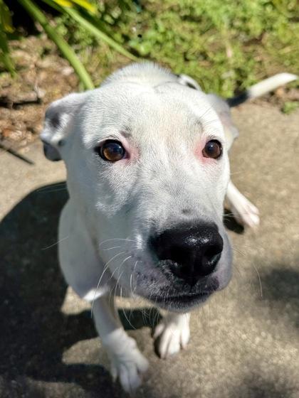 Enlarge Orca, a Adoptable mixed breed in New Orleans, LA image 2/3