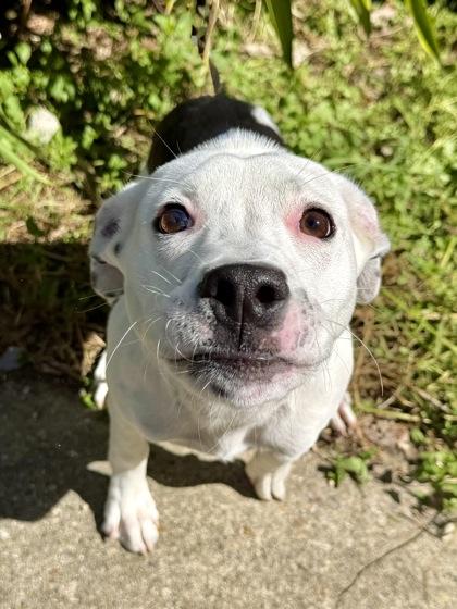 Enlarge Orca, a Adoptable mixed breed in New Orleans, LA image 3/3