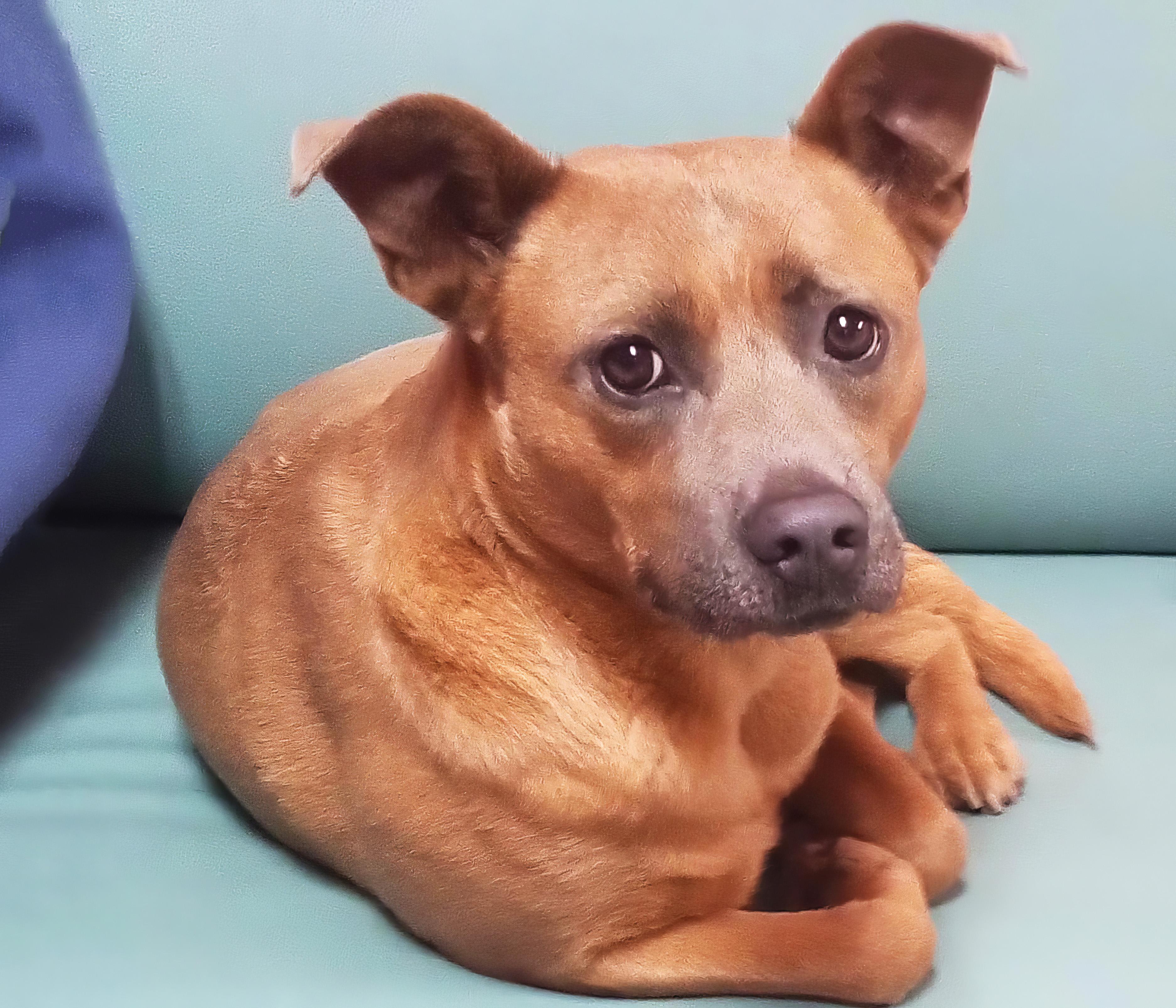 Paprika, Adoptable, Adult Female Shepherd & Hound.