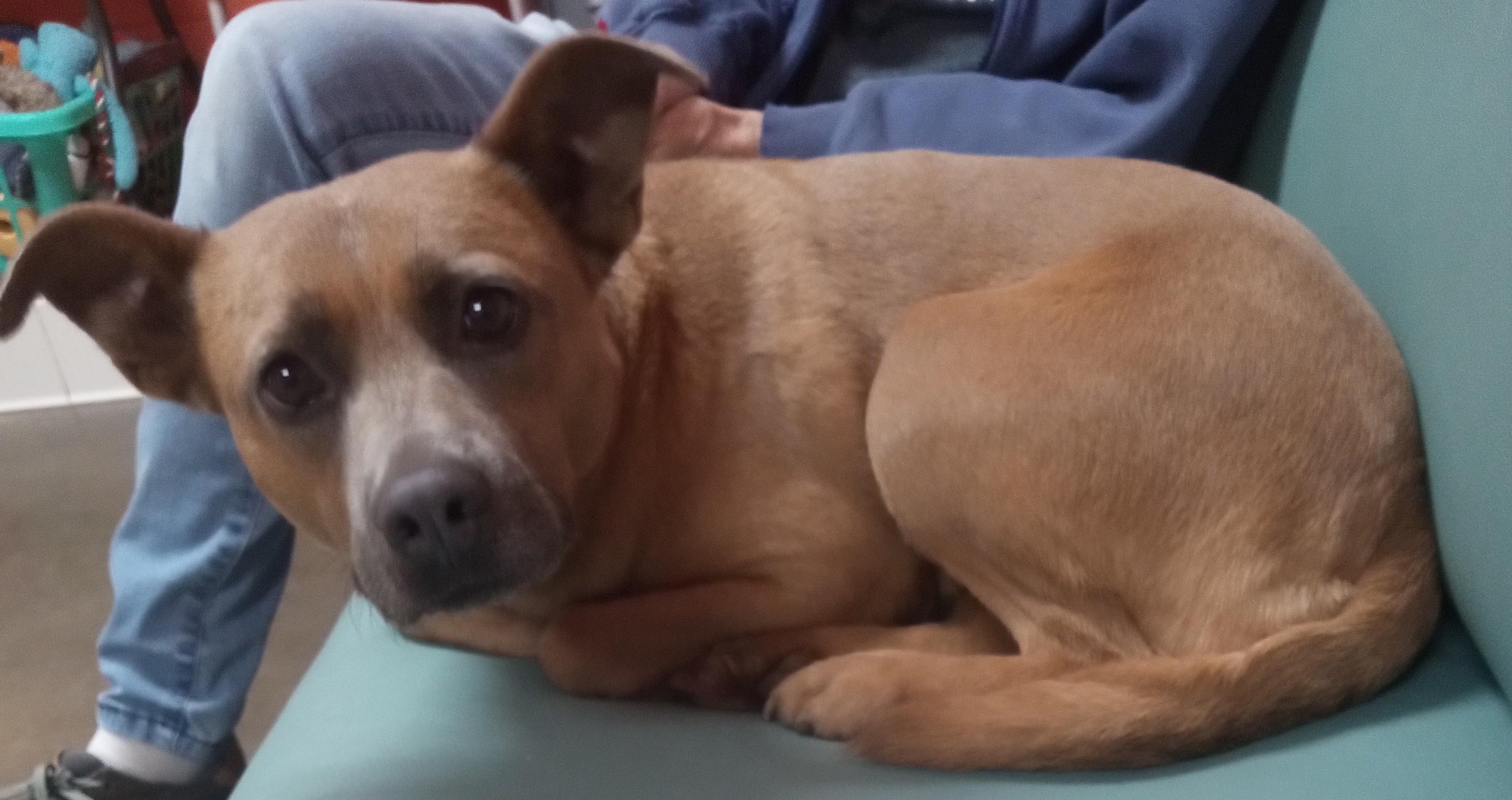 Enlarge Paprika, a Adoptable mixed breed in Onley, VA image 2/2