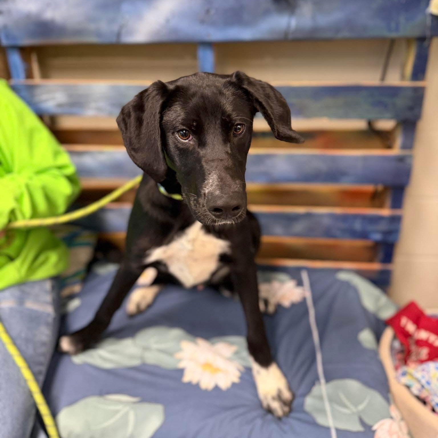 Enlarge Jager, a Adoptable mixed breed in Newfoundland, NJ image 3/5