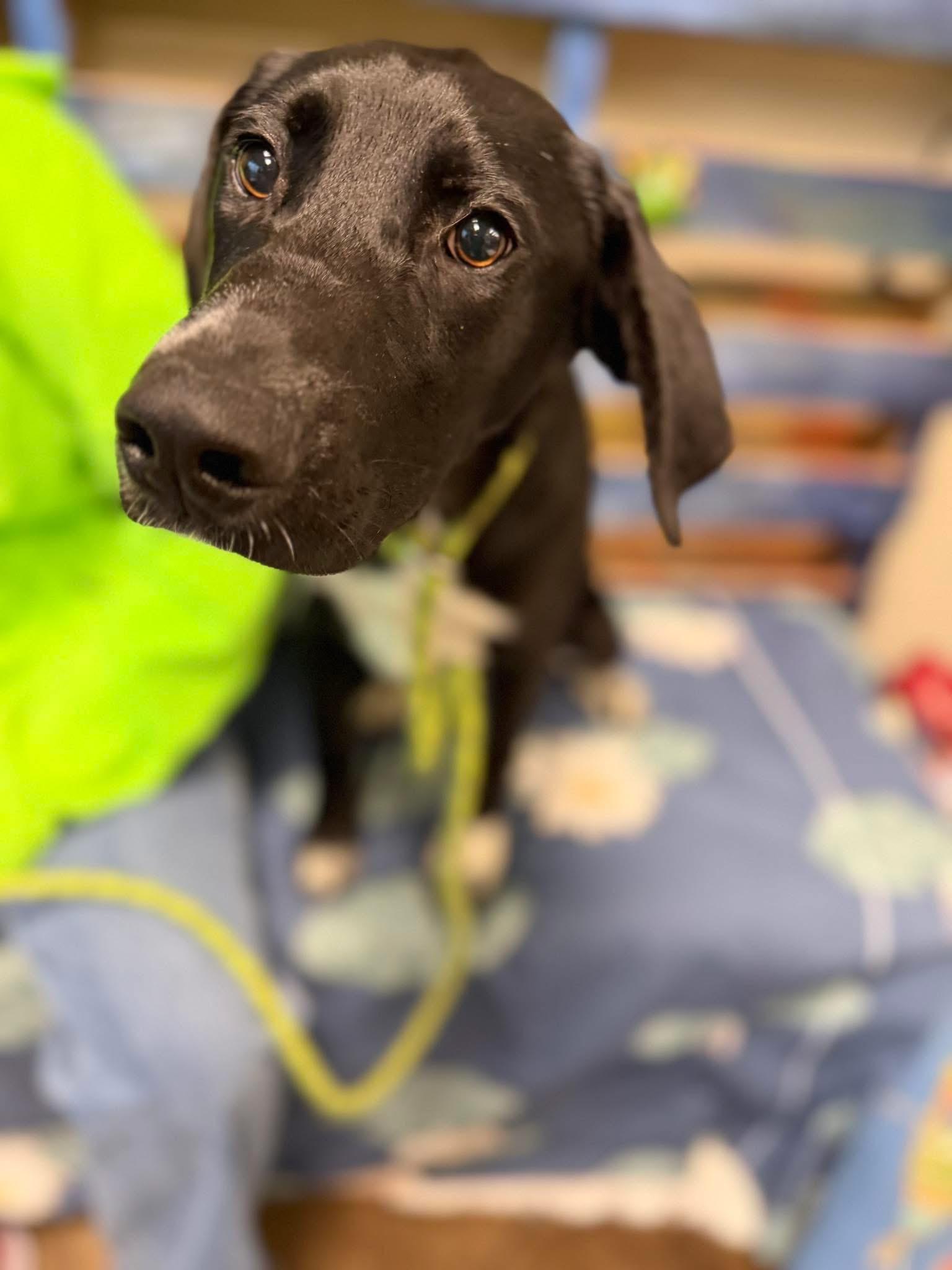 Enlarge Jager, a Adoptable mixed breed in Newfoundland, NJ image 2/5