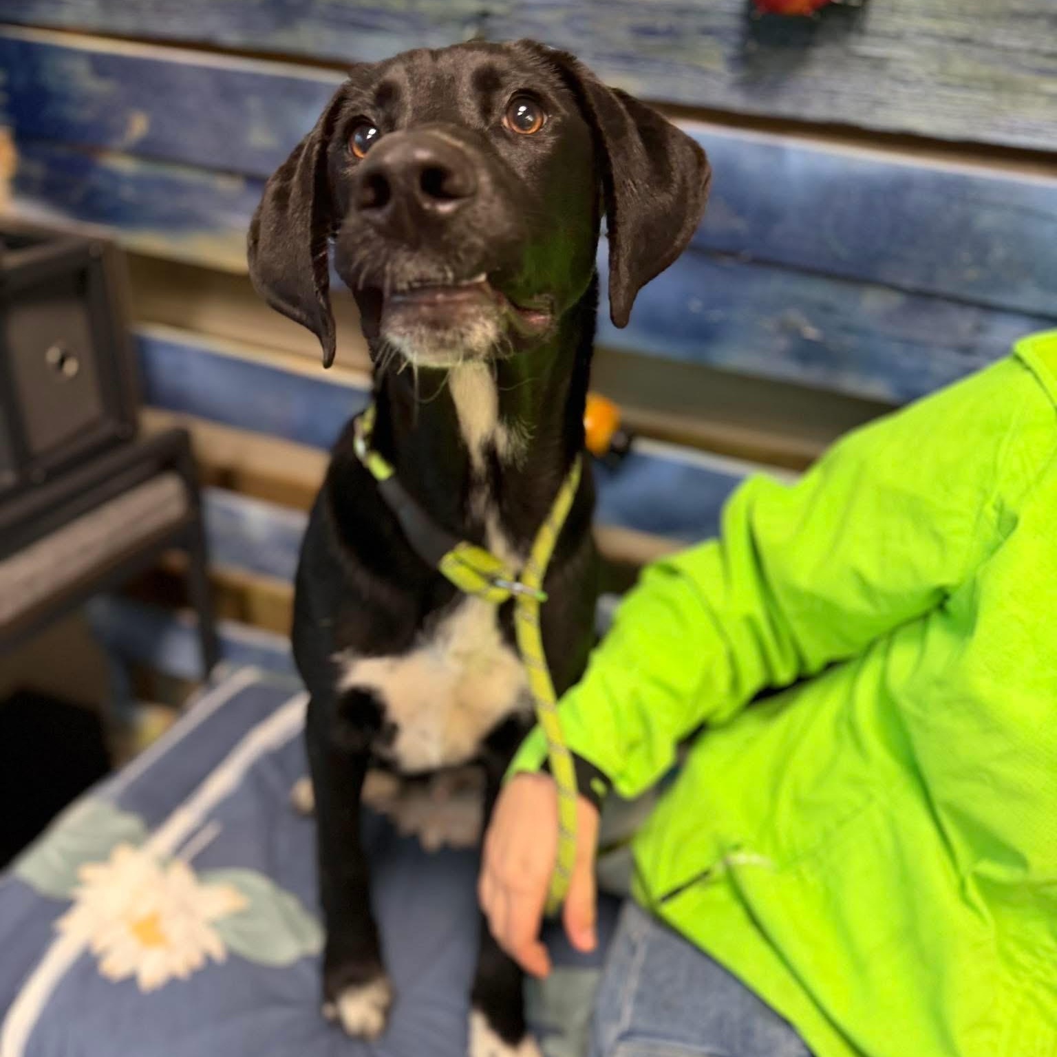 Enlarge Jager, a Adoptable mixed breed in Newfoundland, NJ image 1/5