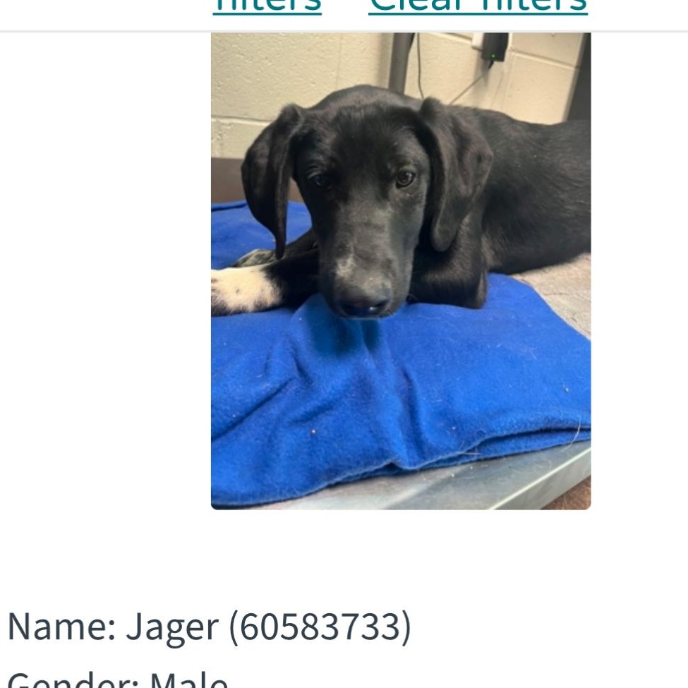 Enlarge Jager, a Adoptable mixed breed in Newfoundland, NJ image 2/3