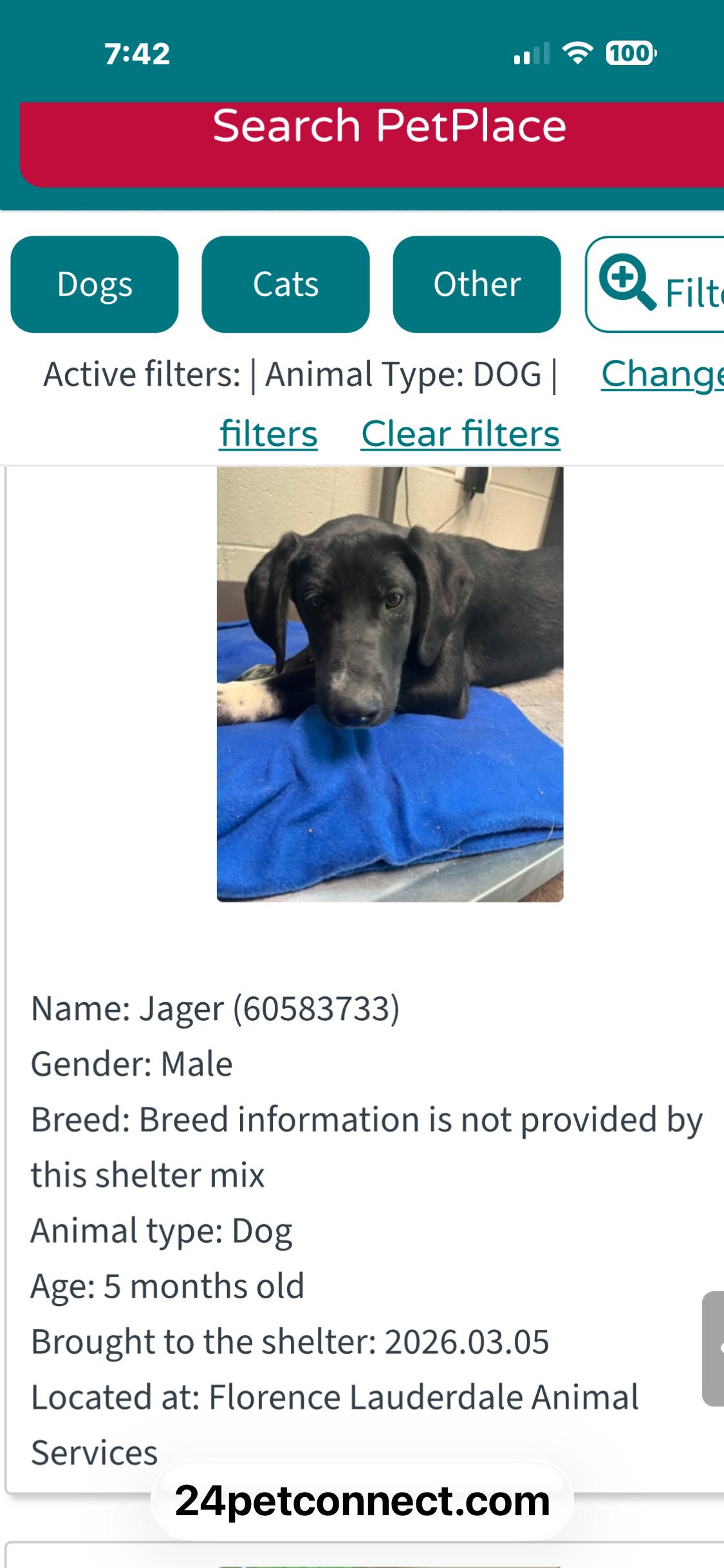 Enlarge Jager, a Adoptable mixed breed in Newfoundland, NJ image 3/3