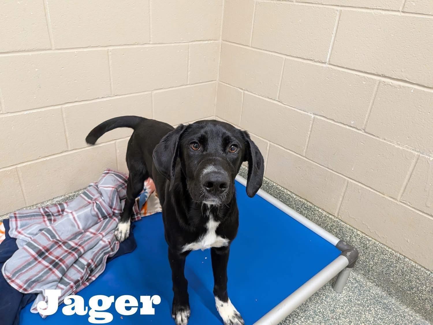 Jager, Adoptable, Young Male Labrador Retriever & German Longhaired Pointer.