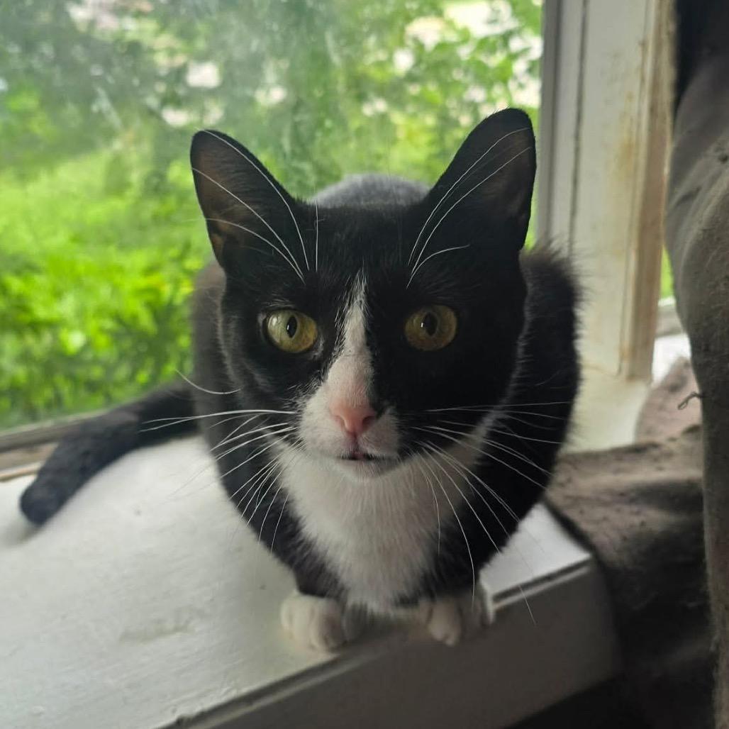 Orca, Adoptable, Adult Female Domestic Short Hair.