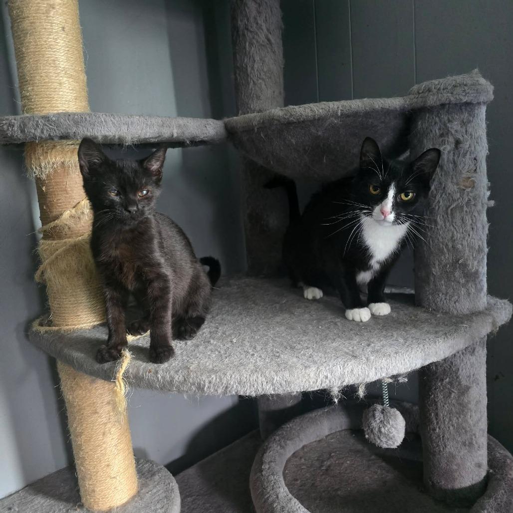 Enlarge Orca, a Adoptable Domestic Short Hair in Jarrettsville, MD image 2/6