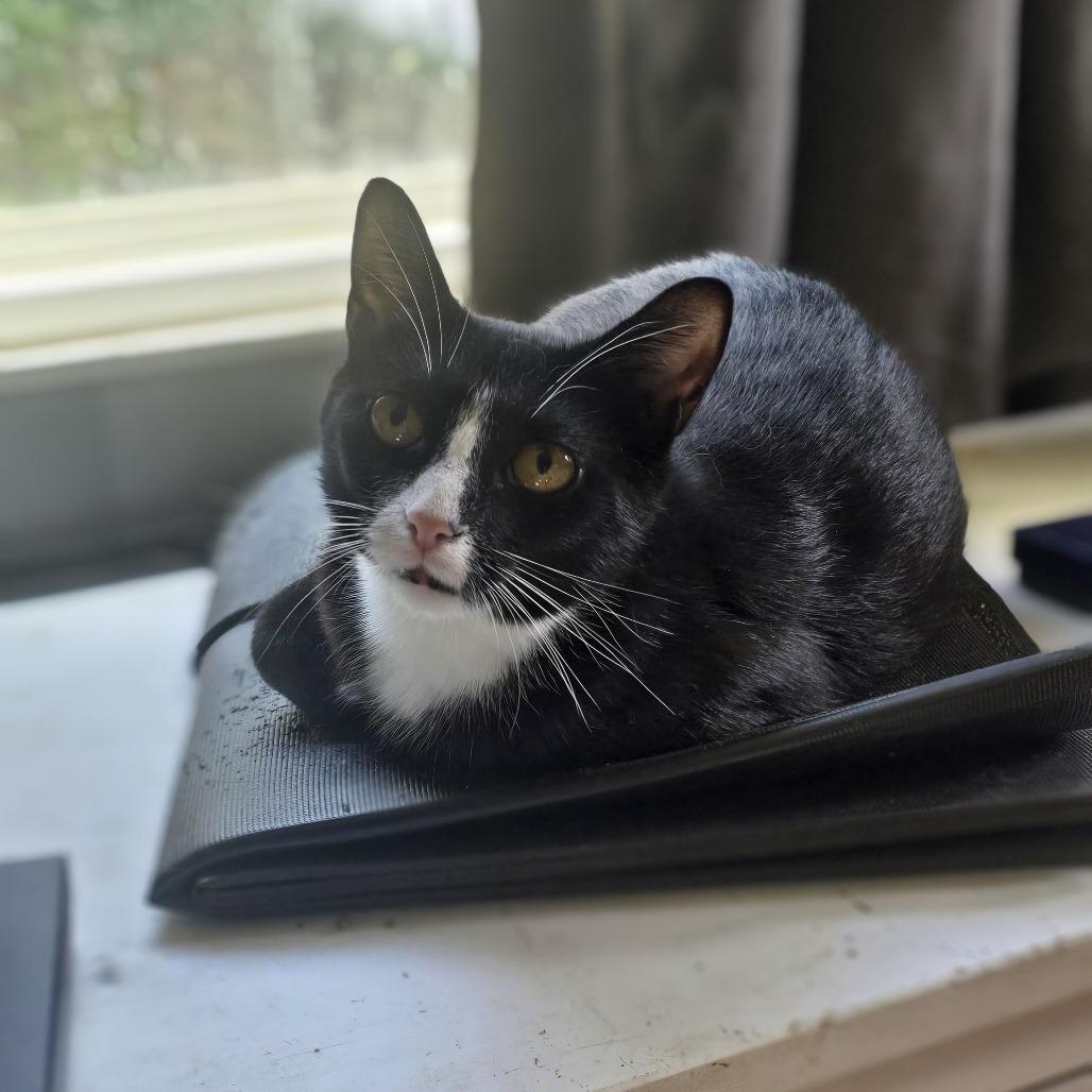 Enlarge Orca, a Adoptable Domestic Short Hair in Jarrettsville, MD image 3/6