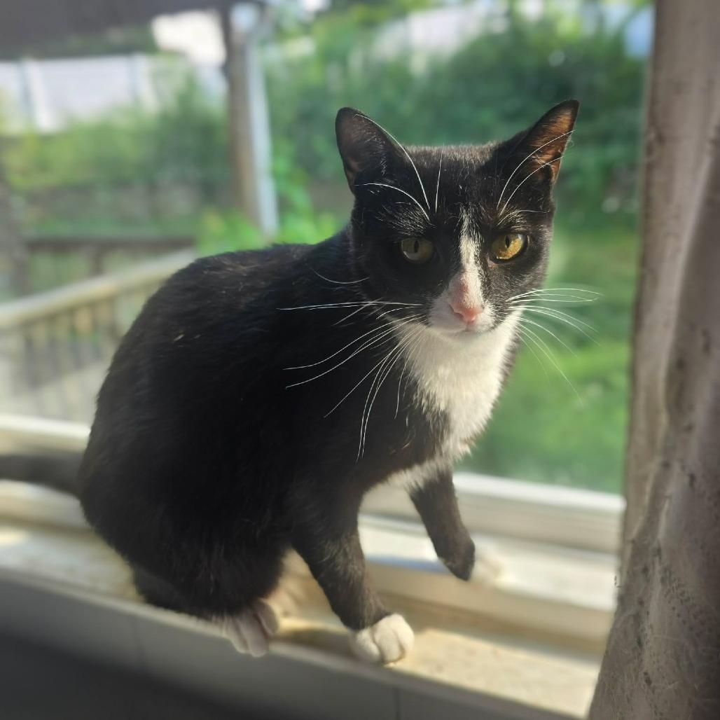 Enlarge Orca, a Adoptable Domestic Short Hair in Jarrettsville, MD image 4/6
