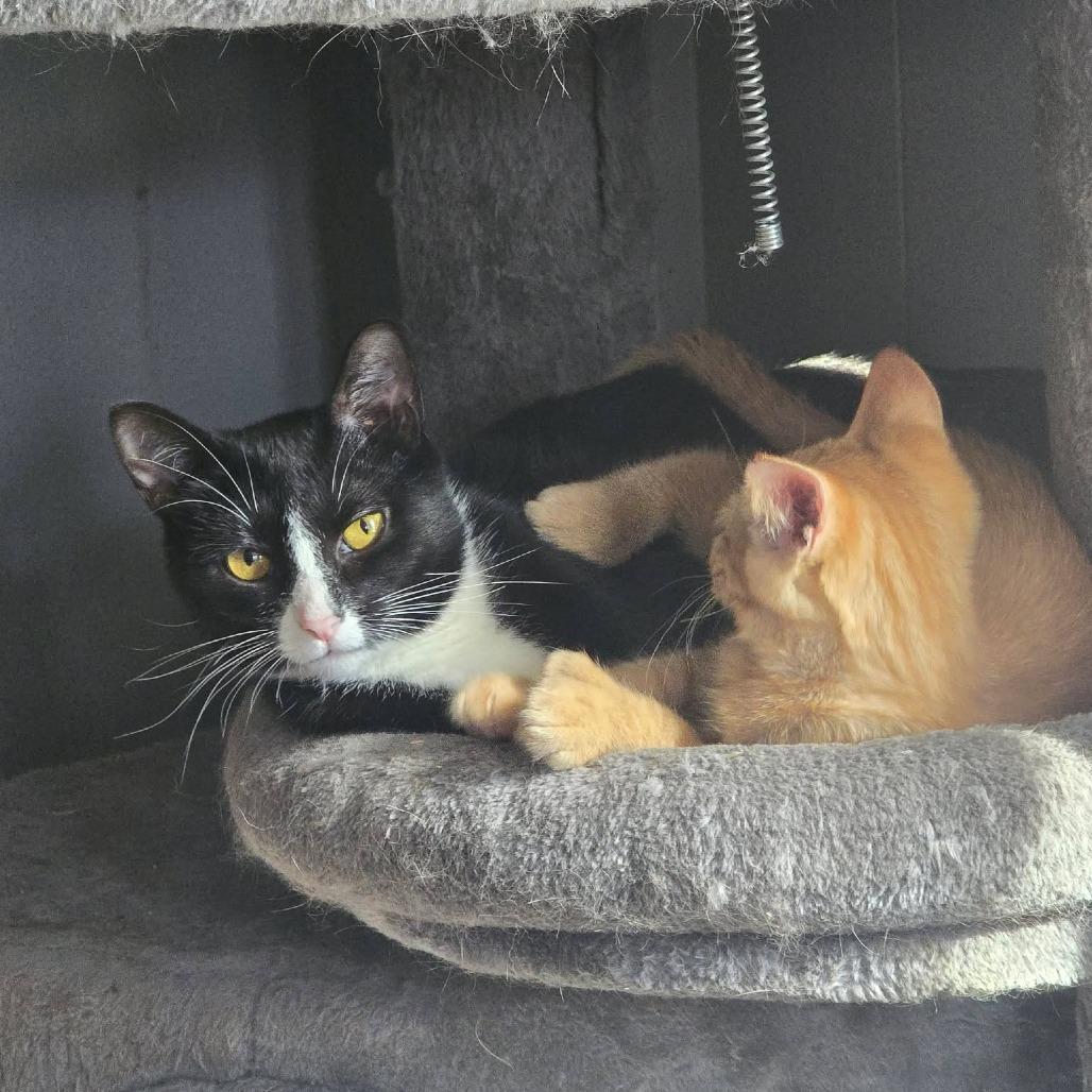 Enlarge Orca, a Adoptable Domestic Short Hair in Jarrettsville, MD image 5/6