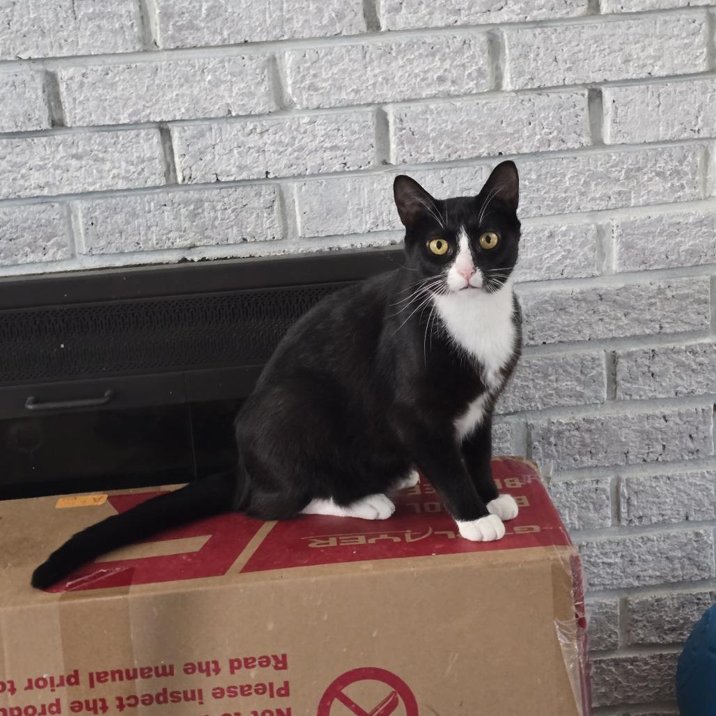 Enlarge Orca, a Adoptable Domestic Short Hair in Jarrettsville, MD image 6/6