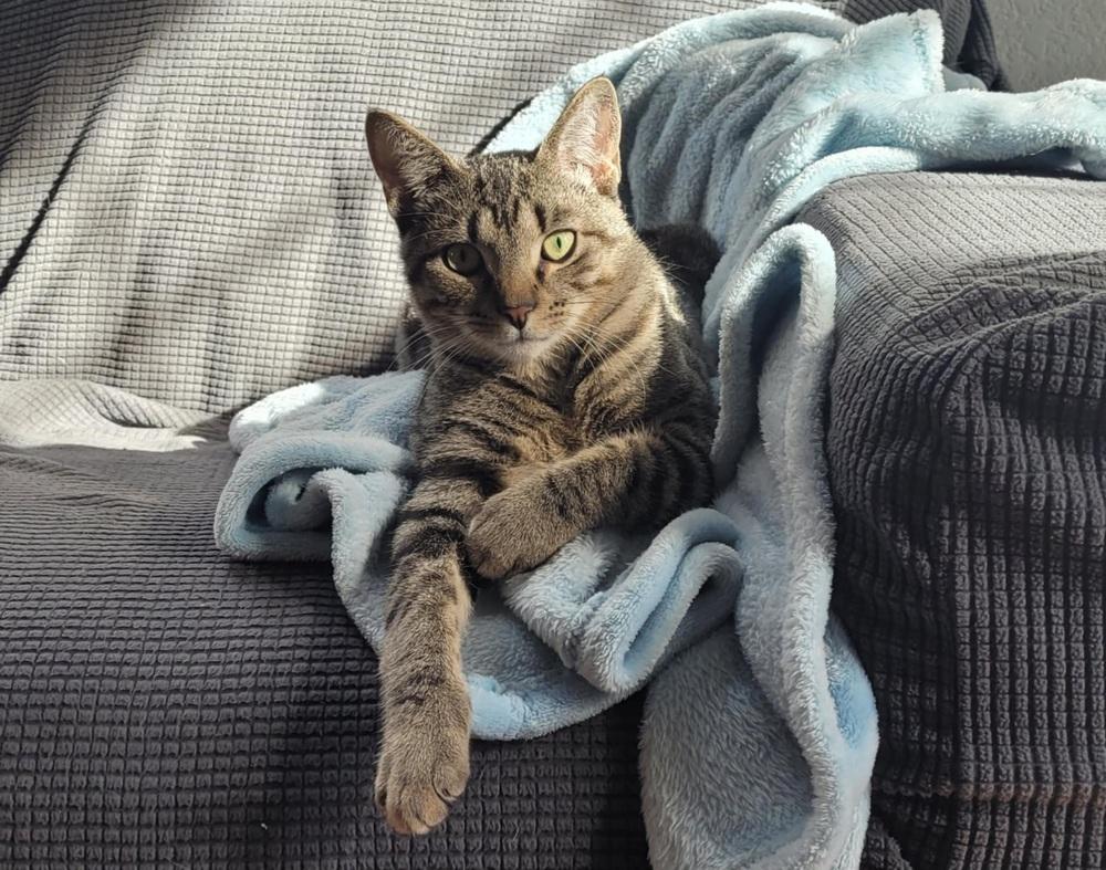 Jessie, Adoptable, Young Male Domestic Short Hair.