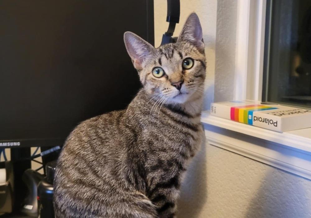 Jessie, a Adoptable mixed breed in Sedalia, CO image 2/6