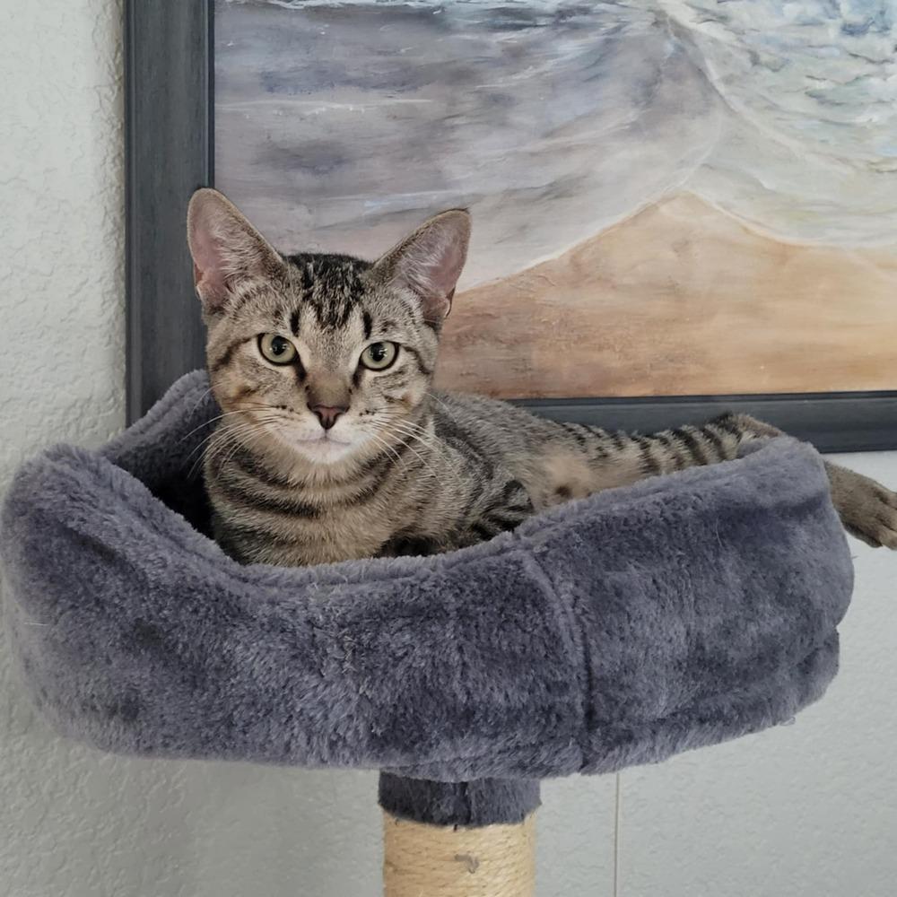 Jessie, a Adoptable mixed breed in Sedalia, CO image 3/6