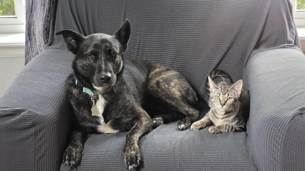 Jessie, a Adoptable mixed breed in Sedalia, CO image 4/6