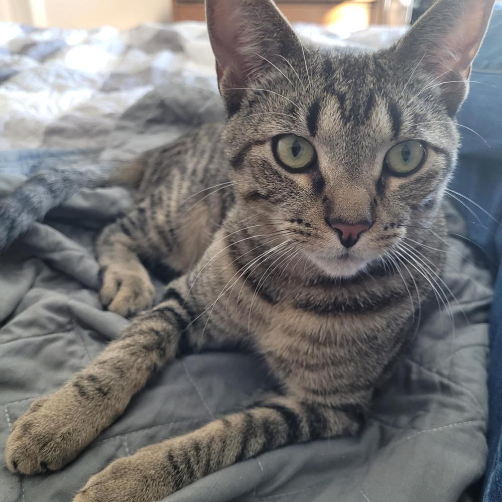 Jessie, a Adoptable mixed breed in Sedalia, CO image 5/6