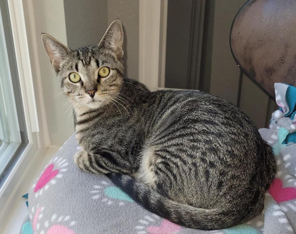 Jessie, a Adoptable mixed breed in Sedalia, CO image 6/6