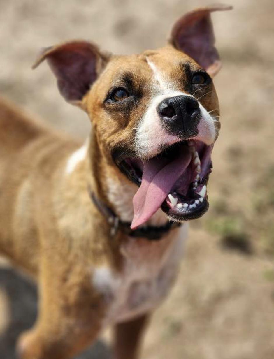 Bonita, Adoptable, Adult Female Boxer.