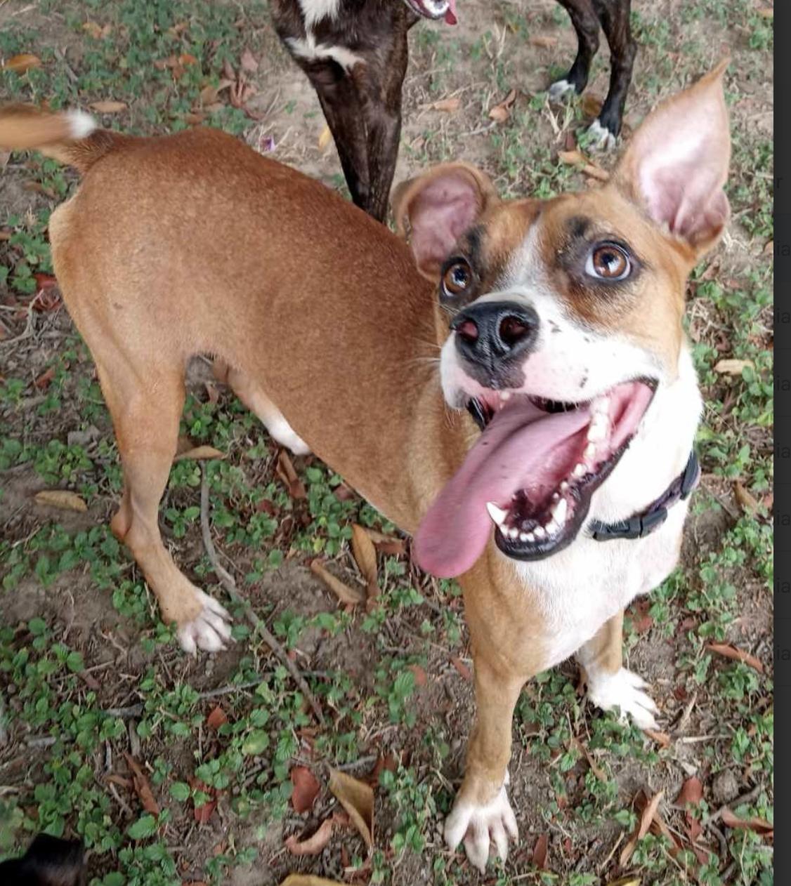 Enlarge Bonita, a Adoptable mixed breed in EL COLORADO, JAL image 2/6