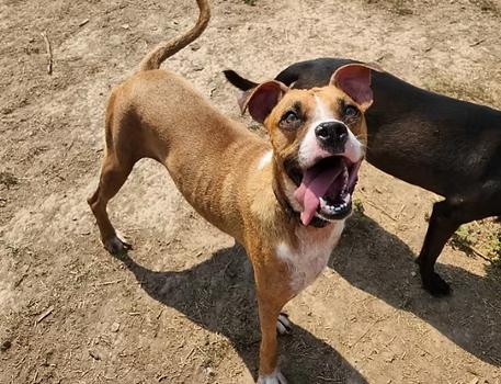 Enlarge Bonita, a Adoptable mixed breed in EL COLORADO, JAL image 3/6