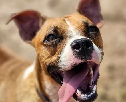 Enlarge Bonita, a Adoptable mixed breed in EL COLORADO, JAL image 4/6