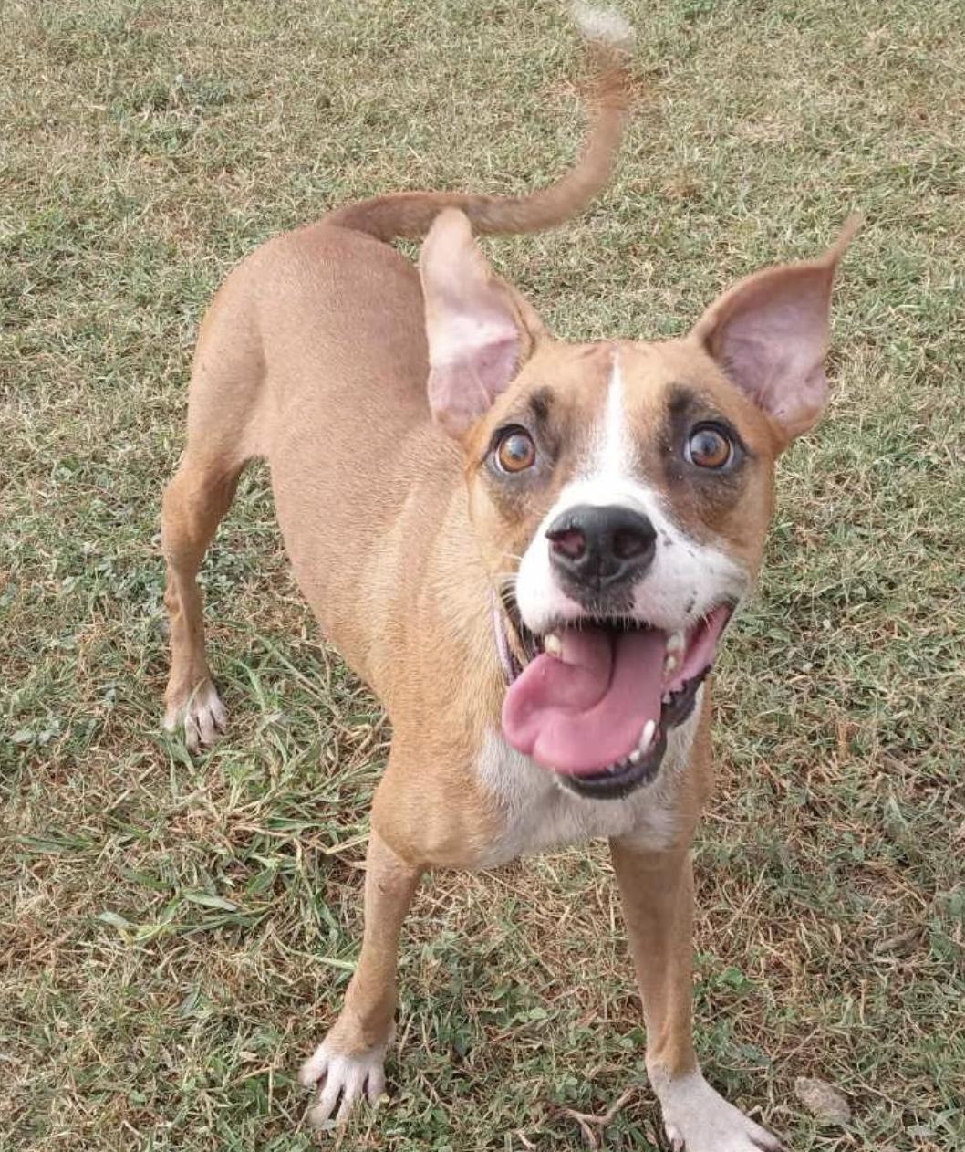 Enlarge Bonita, a Adoptable mixed breed in EL COLORADO, JAL image 5/6