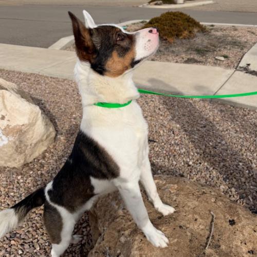 Kenai, Adoptable, Young Male Husky & Shepherd.