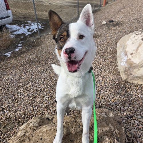 Kenai, Adoptable, Young Male Husky & Australian Cattle Dog / Blue Heeler.